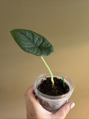 Alocasia Melo